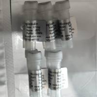 Recombinant Human DNA Polymerase Kappa