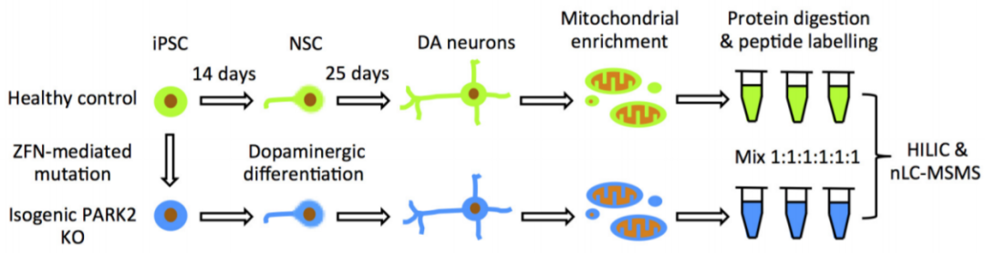 iPSC体外疾病模型研究平台上线啦！助力开启细胞与基因治疗新时代