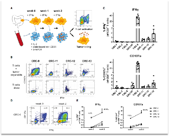 免疫共培养之——类器官