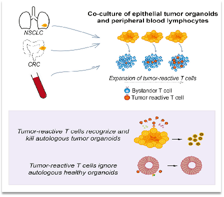 免疫共培养之——类器官