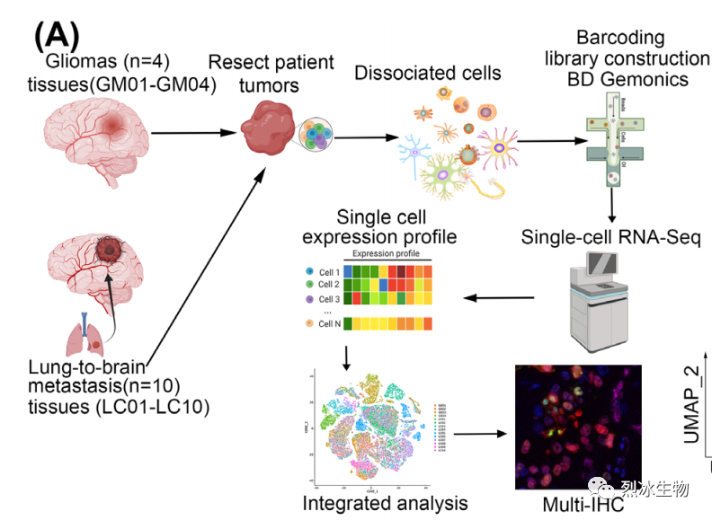 【烈冰助力】神经胶质瘤和肺癌脑转移的单细胞肿瘤微环境解析