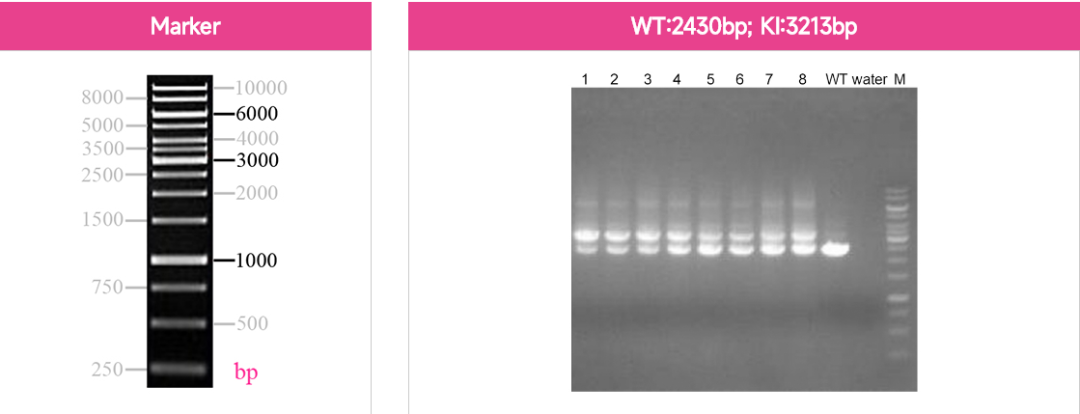 iPSC体外疾病模型研究平台上线啦