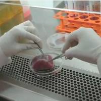 小鼠肌腱细胞/免疫荧光鉴定/镜像绮点（Cellverse）