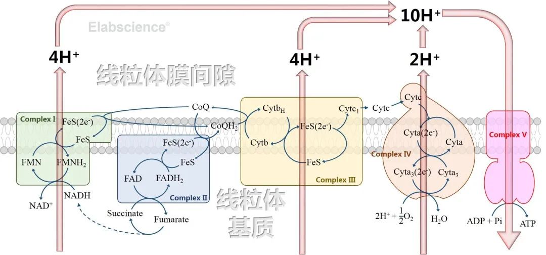 Elabscience_线粒体呼吸链复合体检测的意义及应用