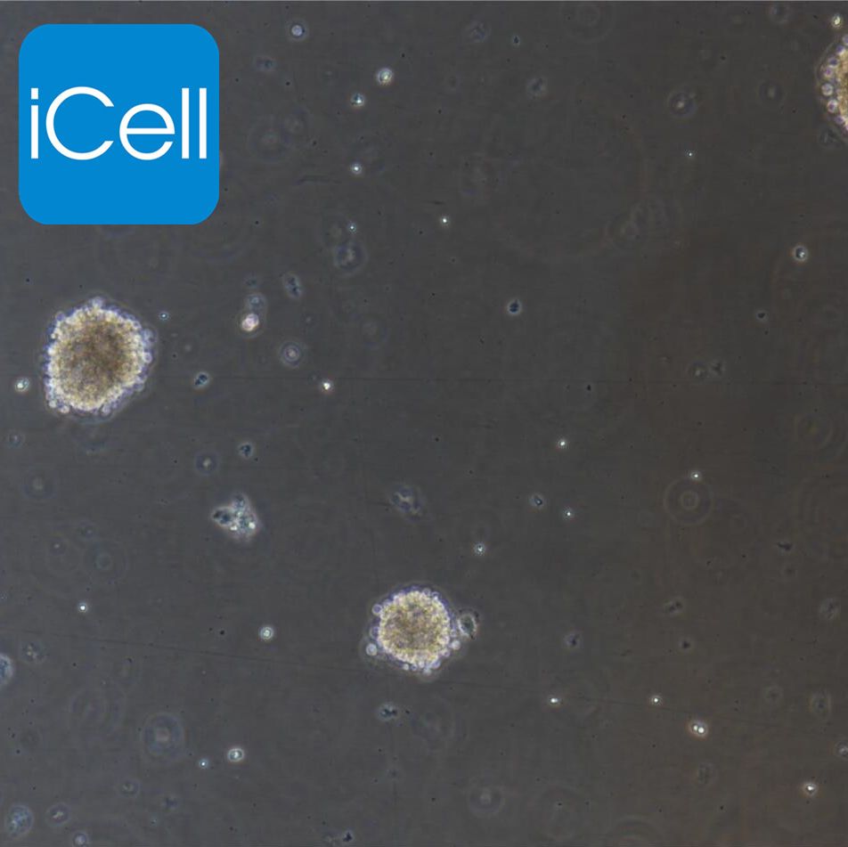 小鼠神经干细胞/免疫荧光鉴定/镜像绮点（Cellverse）