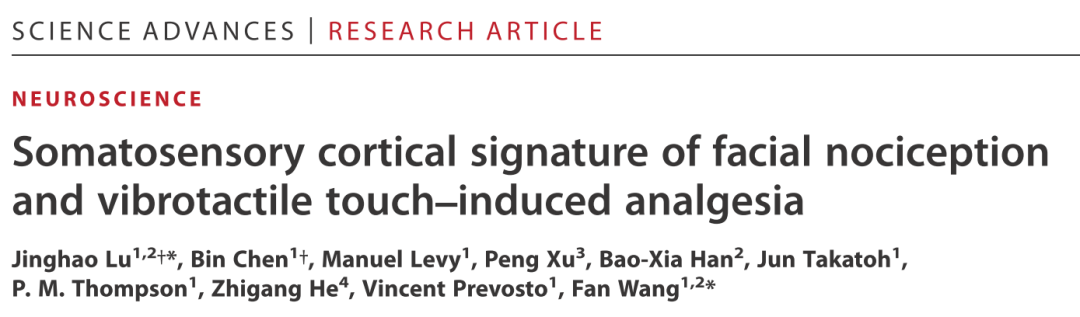 Science Advances：小胡须，大作用！MIT王帆教授团队揭示面部痛觉感受和触摸介导镇痛新机制