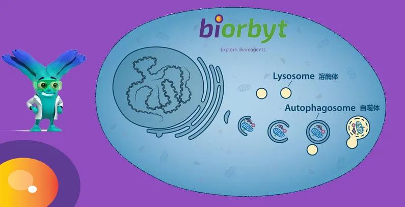 自噬过程的多样性，附研究产品