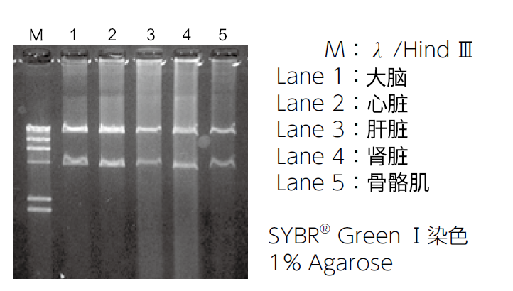 mtDNA Extractor® CT Kit  提取组织 