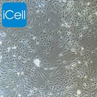 小鼠股骨头微血管内皮细胞/免疫荧光鉴定/镜像绮点（Cellverse）