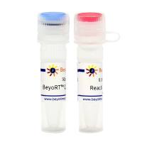 BeyoRT™ Q M-MLV反转录酶