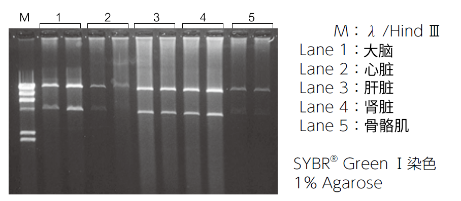 mtDNA Extractor® CT Kit  提取组织 