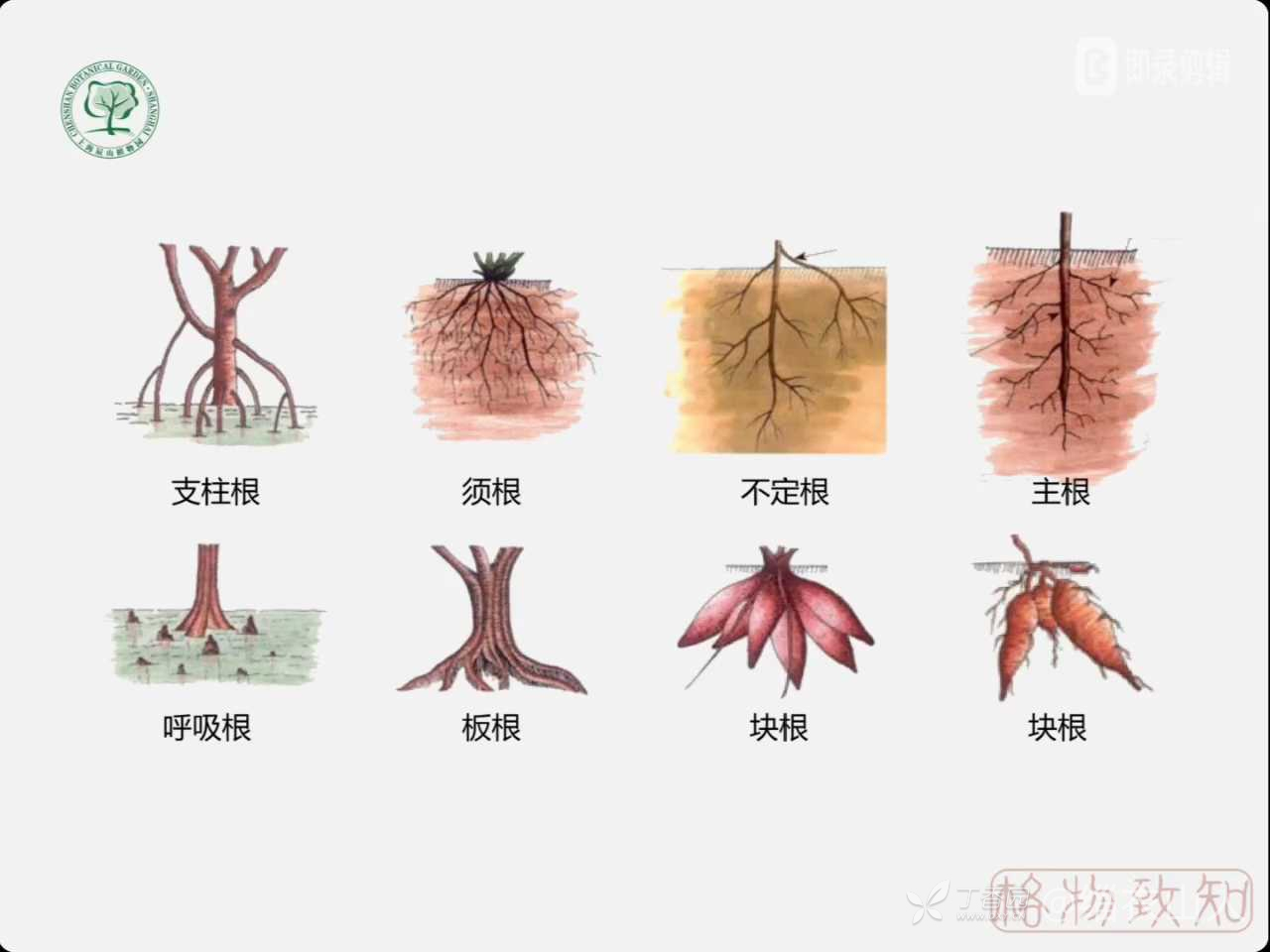 植物学形态术语