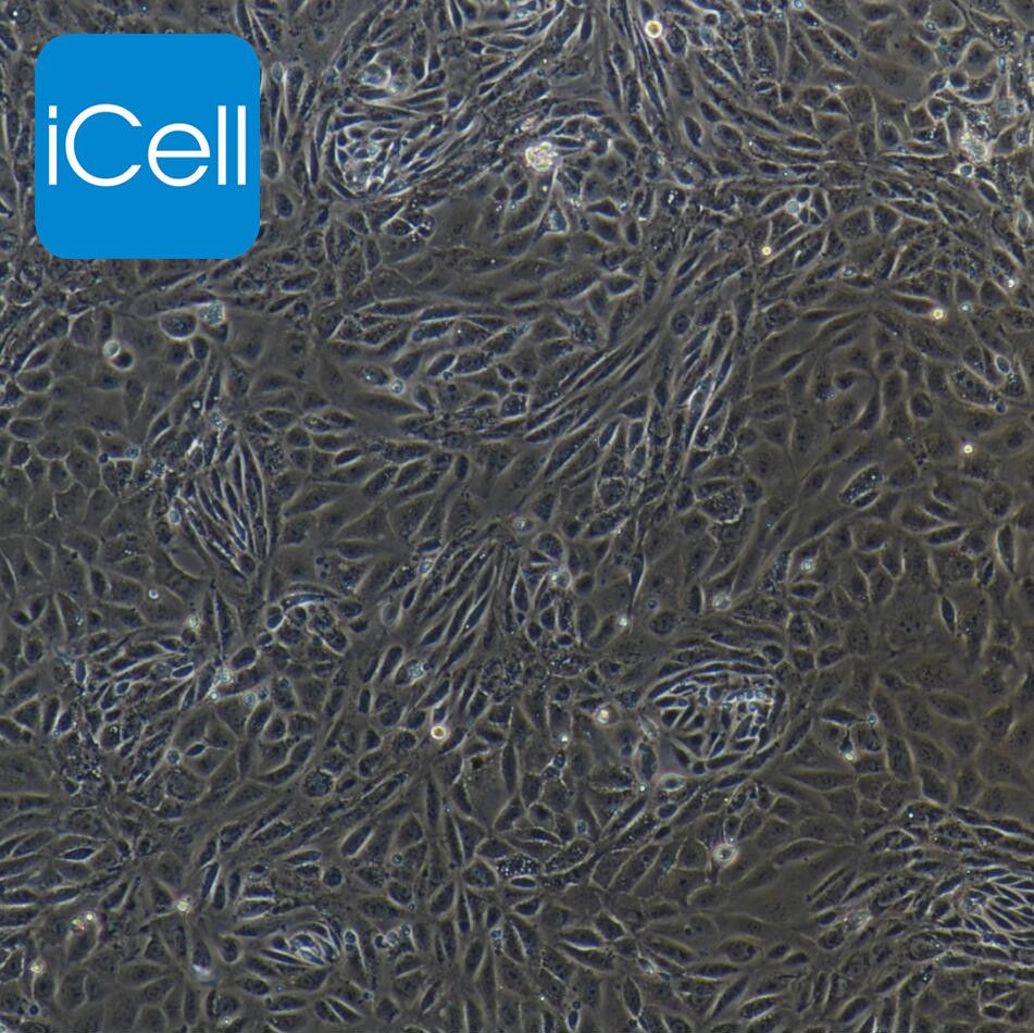 小鼠胎盘绒毛膜滋养层细胞/免疫荧光鉴定/镜像绮点（Cellverse）