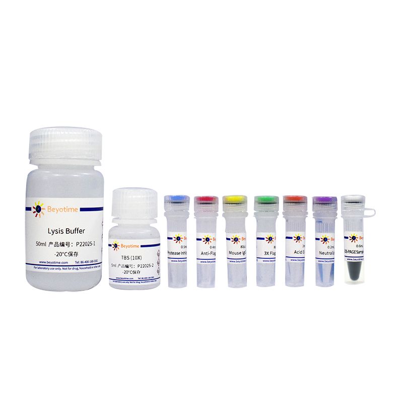 V5标签蛋白免疫沉淀试剂盒(琼脂糖凝胶法)