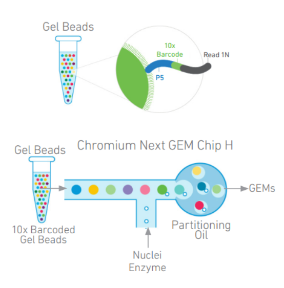  Chromium Next GEM Chip H 芯片上