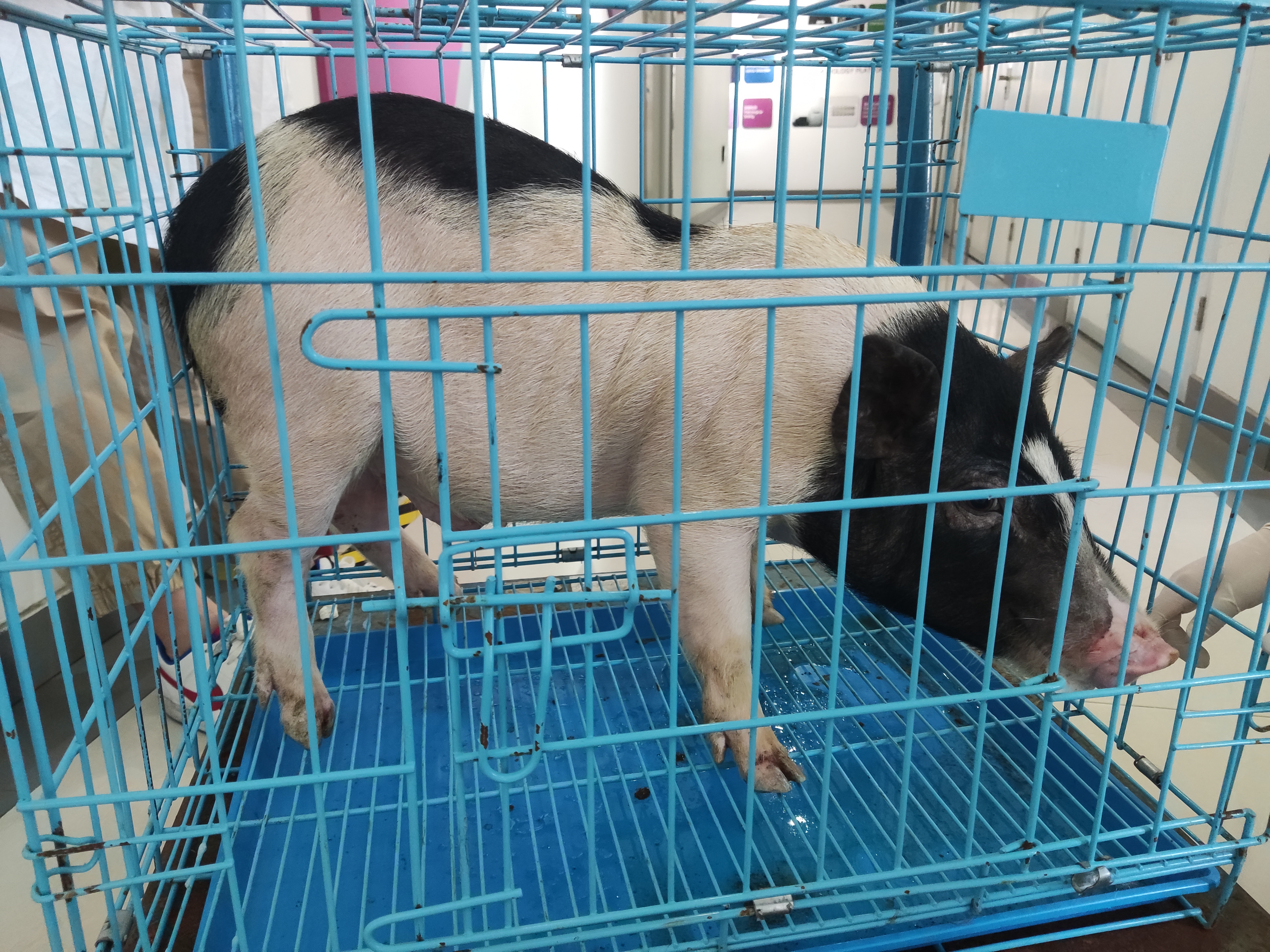 干货 | 实验巴马小型猪Q&A