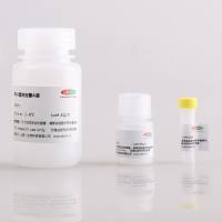 BCA蛋白定量试剂盒