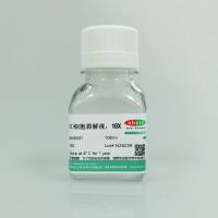 红细胞裂解液，10X