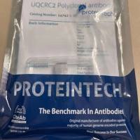 Dynamitin (1-83 AA) Rabbit Polyclonal Antibody