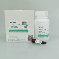 SDS裂解液