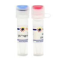 Q6U™ High-Fidelity DNA Polymerase