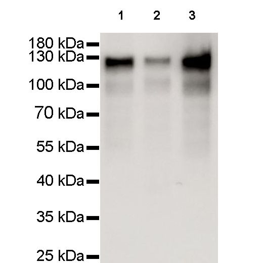 Rabbit Anti-MCM2 Monoclonal Antibody,DNA复制许可因子MCM2
