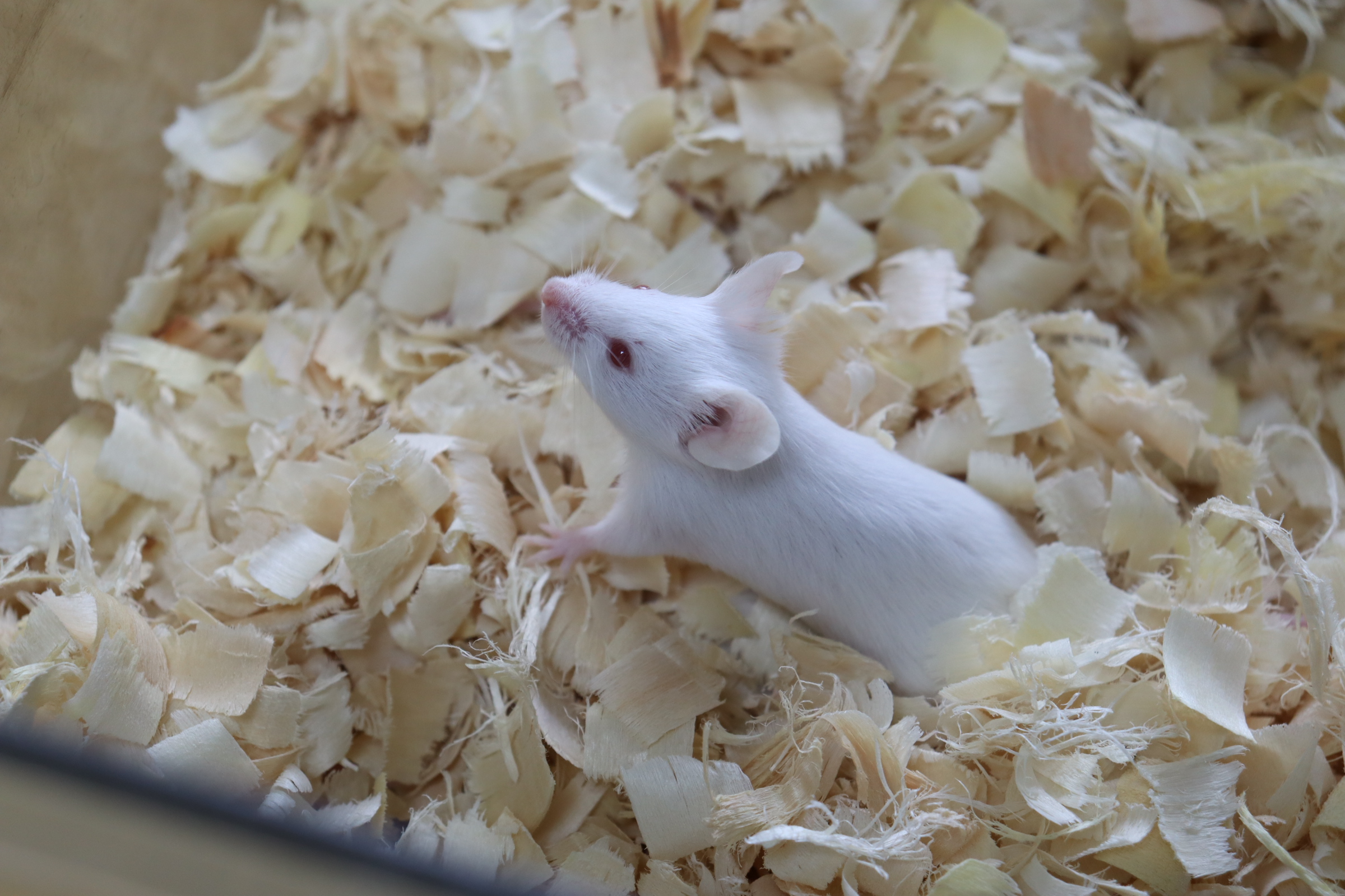 收藏！乳腺癌动物造模避雷指南