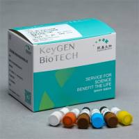 端粒酶活性荧光实时定量PCR法检测试剂盒（小鼠）