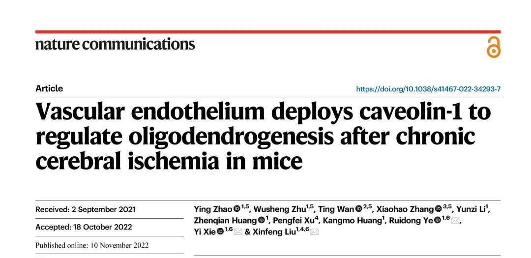 Nature子刊丨锐博miRNA测序助力发现血管内皮Cav-1调节少突胶质发生和髓鞘再生的机制