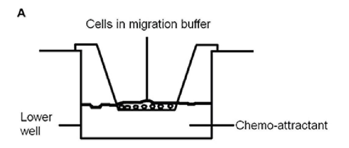 细胞侵袭和转移