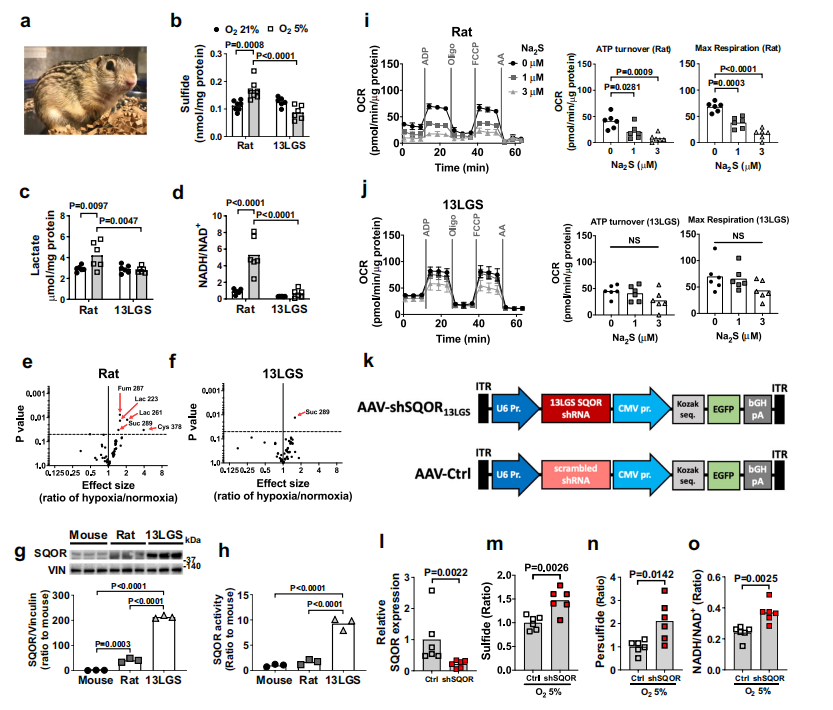 硫化物的分解代谢可改善缺氧性脑损伤