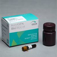 XTT细胞增殖及细胞毒性检测试剂