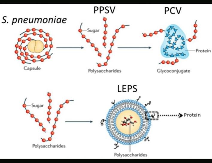 CRM197 用于肺炎球菌疫苗开发以提高T细胞依赖性抗体反应