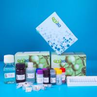 总细胞毒性三色检测试剂盒