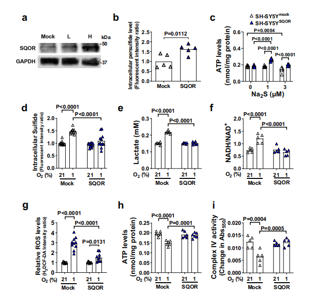 硫化物的分解代谢可改善缺氧性脑损伤