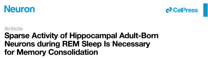 海马成体神经干细胞活动与睡眠期间维持记忆巩固的因果关系