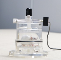 硫化物的分解代谢可改善缺氧性脑损伤