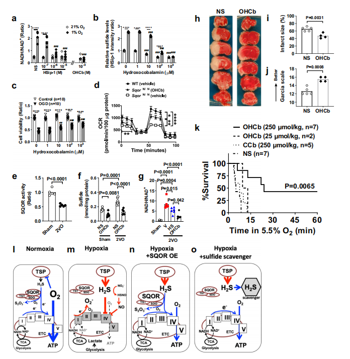 硫化物的分解代谢可改善缺氧性脑损伤