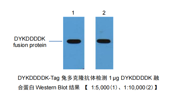 LF304 DYKDDDDK-Tag兔多克隆抗体（原FLAG