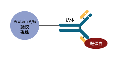 全新IP/Co-IP系列，简便易操作，高效助力实验