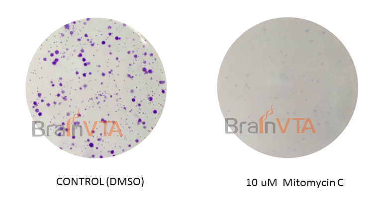 平板克隆形成实验