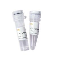 CIAP小牛肠碱性磷酸酶 Alkaline Phosphatase,Calf Intestine