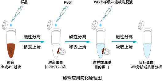 全新IP/Co-IP系列,简便易操作,高效助力实验