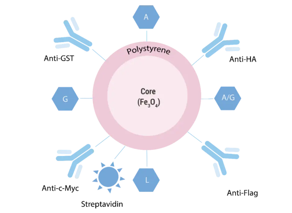 免疫沉淀常见问题解答|MCE浙江省代理-杭州昊鑫生物