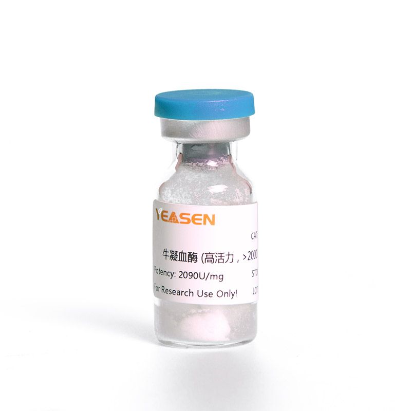 Bovine Thrombin 牛凝血酶(高活力2000 IU/mg）