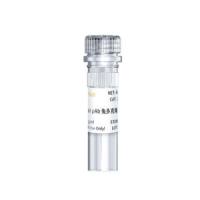 兔多克隆抗体 Phospho-Smad2/3 (Thr8) Rabbit pAb