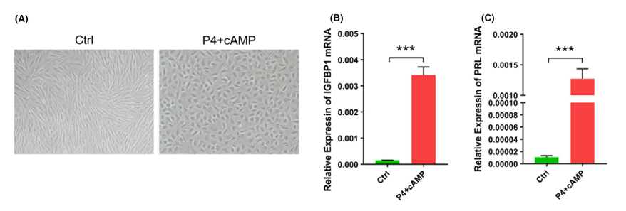 人肝癌细胞3D器官型培养模型