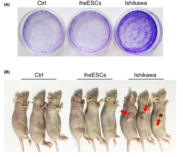 人肝癌细胞3D器官型培养模型