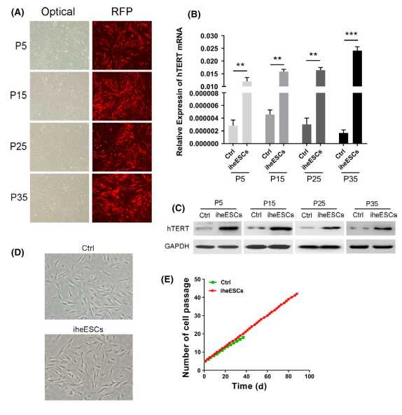 人肝癌细胞3D器官型培养模型