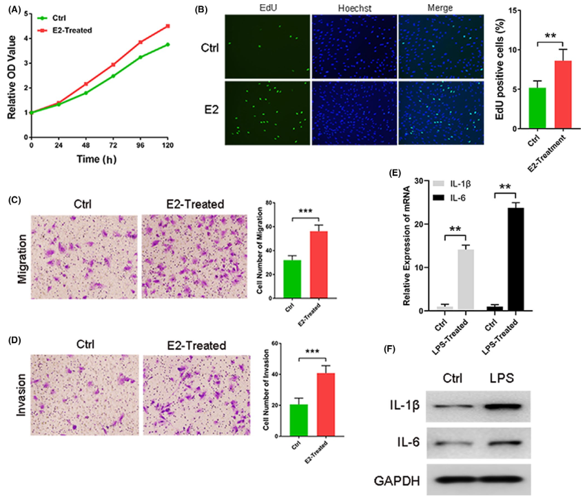 人肝癌细胞3D器官型培养模型